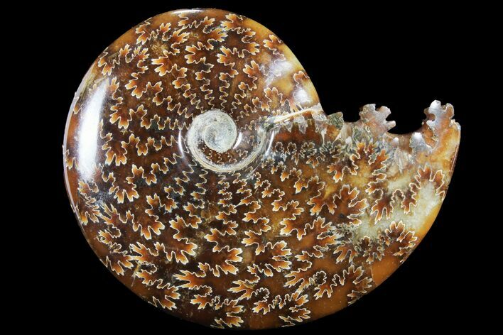 Polished, Agatized Ammonite (Cleoniceras) - Madagascar #94262